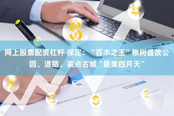 网上股票配资杠杆 保定：“百木之王”楸树盛放公园、道路，装点古城“最美四月天”